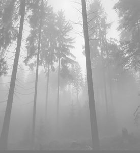 bosque-nublado